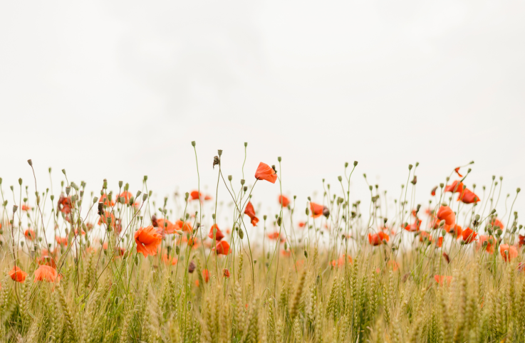 henry-be-IicyiaPYGGI-unsplash-2