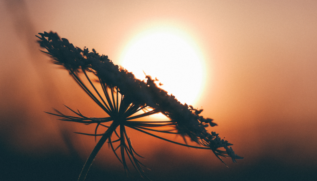 Light 007