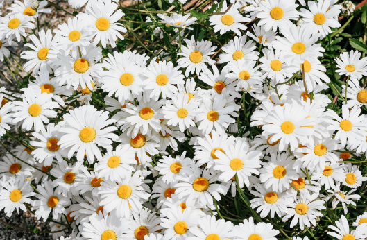 Madeliefjes - micheile-henderson-ROsXqvRzhiQ-unsplash-klein