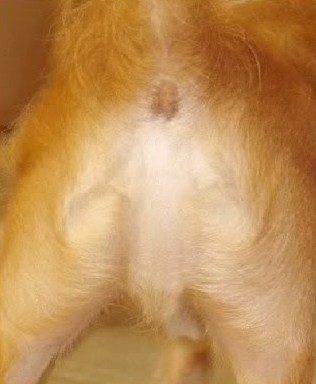 Jezus vaag
